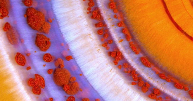 17 Stunning Photographs Taken Under a Microscope Reveal a Whole New World