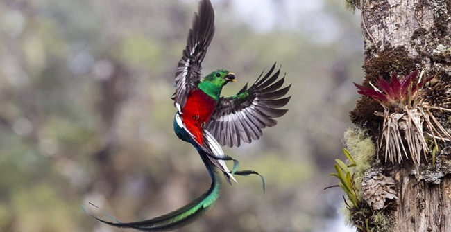 18 Beautiful Pictures of Wildlife in 2017