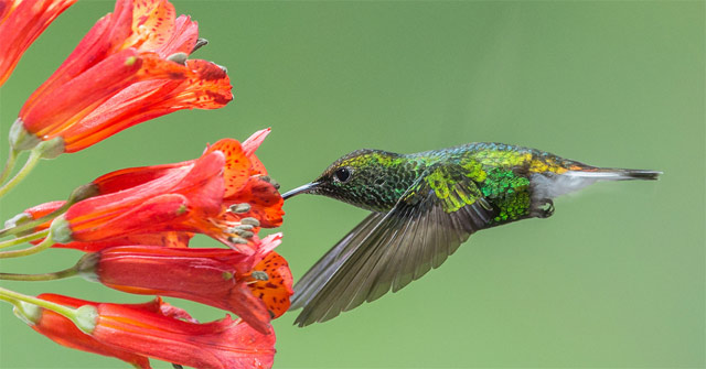 19 Interesting Things About Hummingbirds, the Only Flying