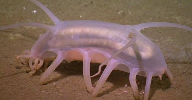 20 Animals Are So Strange That You Don't Believe They Exist on Earth (Part 1)