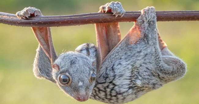 20 Animals Are So Strange That You Don't Believe They Exist on Earth (Part 2)