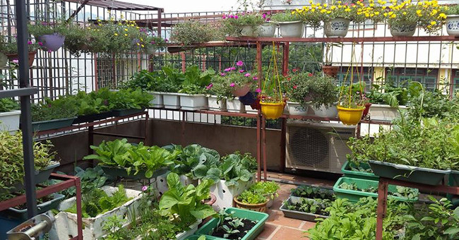 20 Useful Gardening Tips Not Everyone Knows