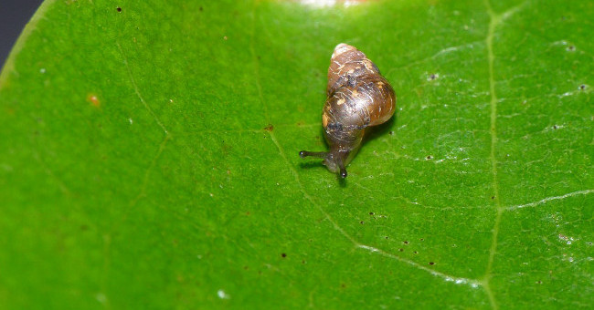 3 Creatures Still 'Resilient' Survive After Being Eaten