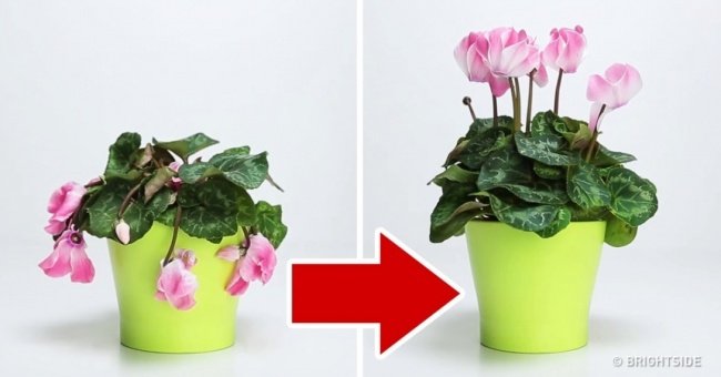 3 Miraculous Ingredients Turn Your Tree Back to Life