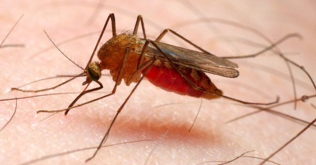3 Simple Ways to Effectively Prevent Dengue: Dengue Fever