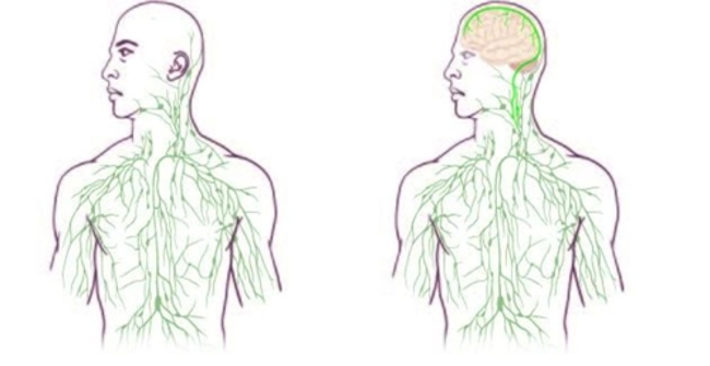 5 Parts of New Scientific World Discovered in Human Body