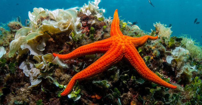 5 Surprising Facts About 'Queen of the Ocean Floor': Starfish