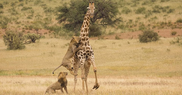 5 Young Lions Collapsed Giraffes: Complete Guide