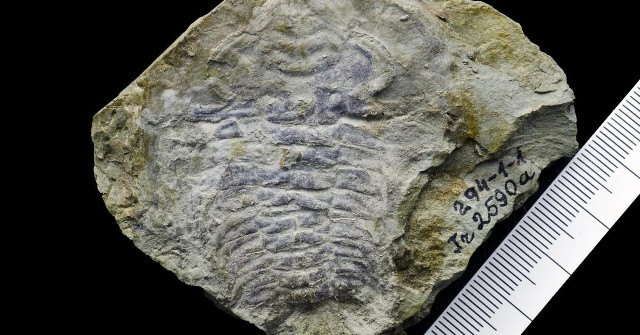 530 Million Year Old Fossils Have Eyes Like Bees, Dragonflies Today