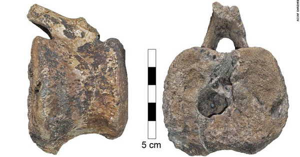 66 Million-year-old Dinosaur Fossils Contain a Rare Disease in