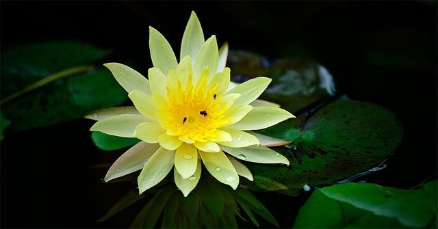 7 Most Beautiful Aquatic Plants in the World