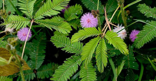 7 Species of Plants Have Special Abilities Like Humans