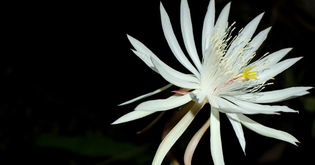 8 Most Expensive Flowers on the Planet, Money Is Not Sure to Buy