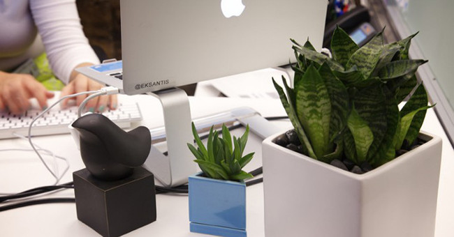 8 Types of Plants That Resist Ultra-good Electromagnetic Radiation