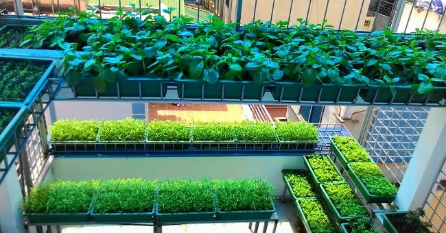 8 Types of Vegetables Can Be Grown at Home from the Original Stems