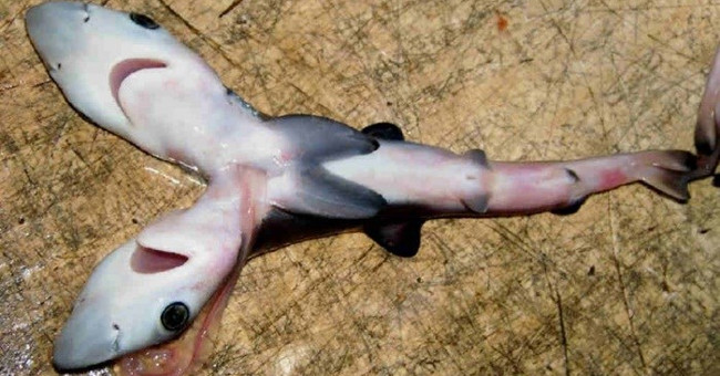 9 Discover Interesting Surprises About the Animal World in 2016