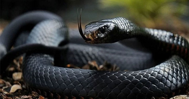 Poisonous Snake: 9 Unique Snakes in the World