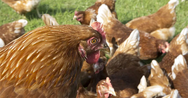 A Chinese Company Uses GPS to Track Chickens to Make Sure They 'Eat Well and Sleep'