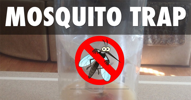 A Guide to Making Mosquito Traps Super Effective