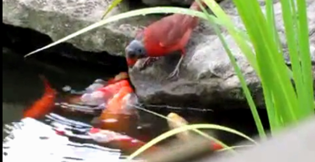 Why Sparrows Sometimes Feed Goldfish