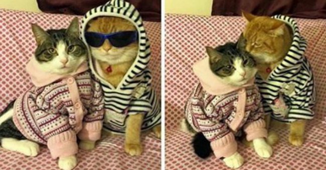 A Series of Funny and Funny Photos About Lovely Pets