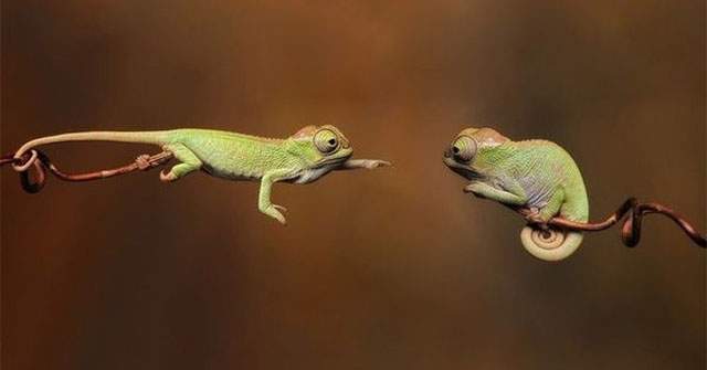 A Series of Hilarious Pictures Proving Animals Can Do Incredible