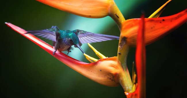 A Series of Photos About the World of Wildlife