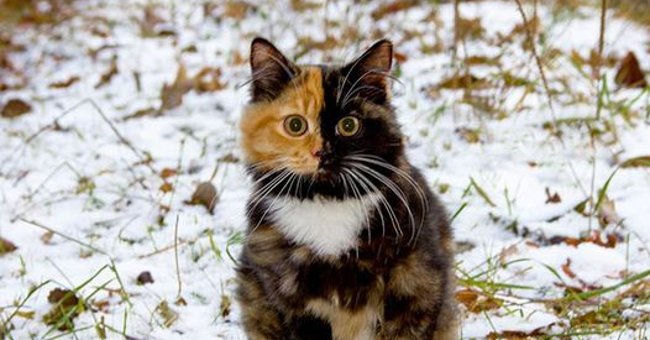 Admire the Image of a 'Two-sided' Yana Cat That Favors the Instagram Community