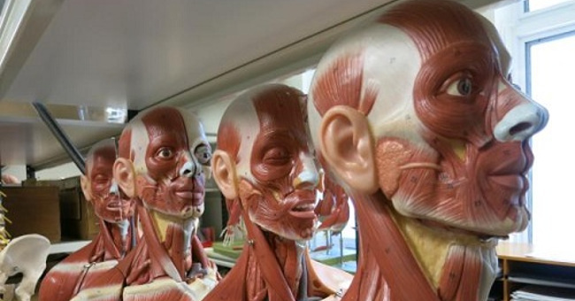 After Donating, How Will Your Body Be Processed: Body After Death