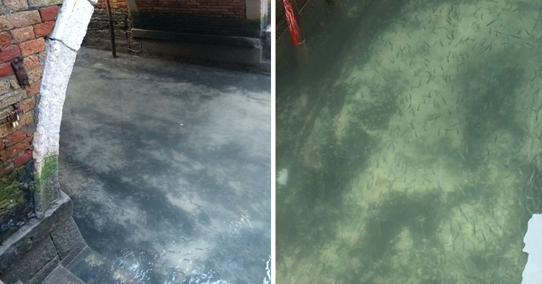After Only a Few Days of Blockade, the Canals in Venice Became