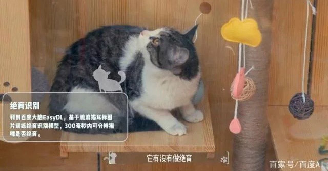 AI Technology and Face Recognition Are Used to Build Shelters for Stray Cats