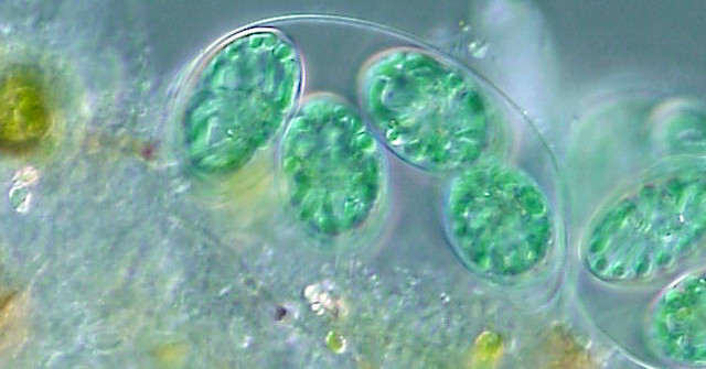 Algae Can Be Converted into Drugs and Renewable Fuels with the Help