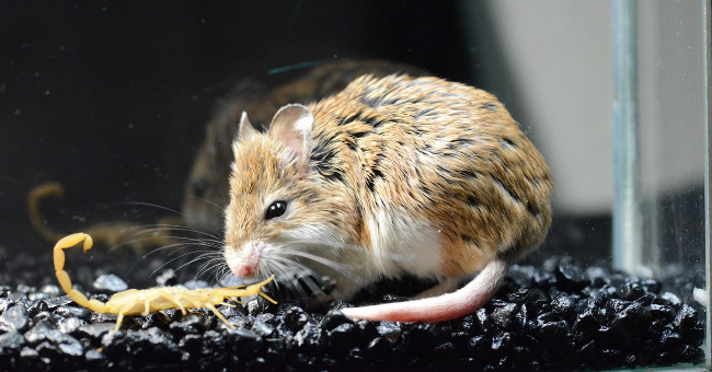 Amaze the Mouse Species Immune to the Scorpion's Horrible Venom