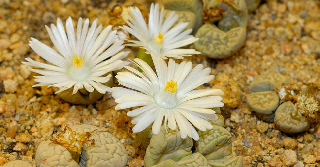 Amazing Flowers Are Shaped Like Pebbles