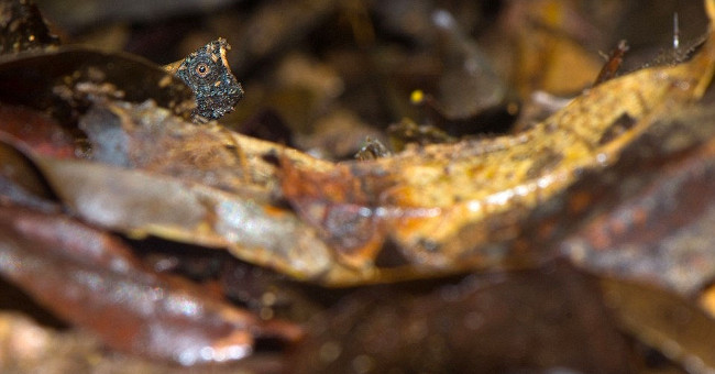 Amazingly, the Possibility of Camouflage Is Superior in the Animal World