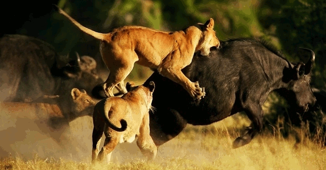 Amazingly, the Whole Herd of Buffaloes Returned to Save the Same Kind from Hungry Lions