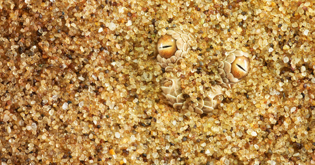 Art 'Stealth' Masters to Hunt the Desert Snakes