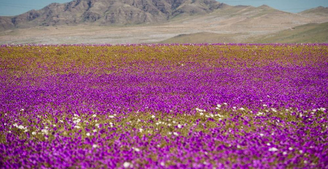 Atacama, the Driest Desert in the World, Suddenly Turns into Colorful Flowers After the Rain