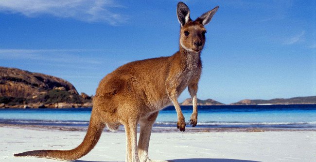 Why Australia Encouraged Kangaroo Meat Consumption