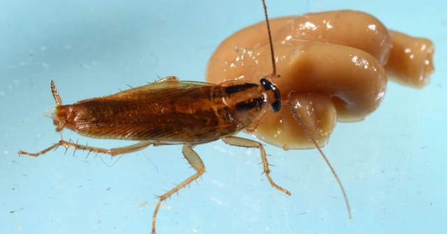 Bad News: German Cockroaches Have Evolved to Become 'Immortal'