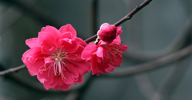 Beeping, Stopping Flowers Blooming Right on Tet