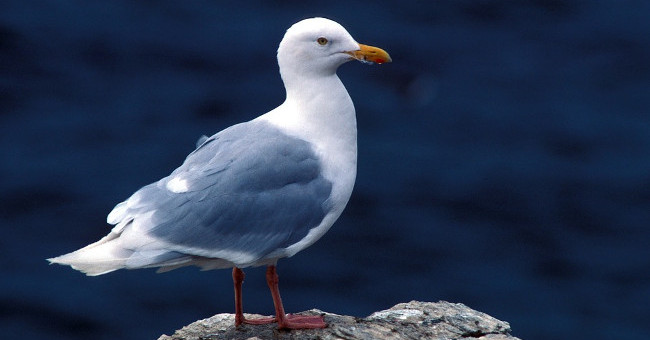 Birds Flying in the Sky Also Have Days of Death by a Group of Crabs