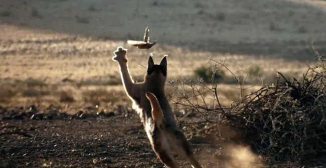 Birds Flying in the Sky Did Not Escape the Claws of This Ground