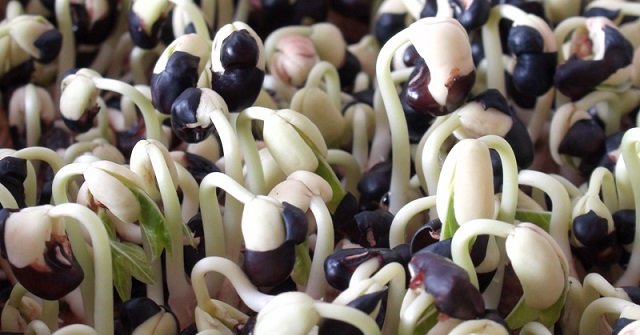 Black Bean Sprouts Do Anything? Instructions on How to Make Black