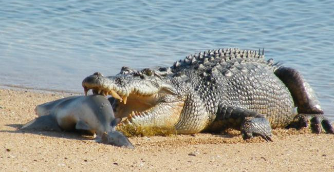 'bored' Prey in Fresh Water, Crocodiles Attack and Eat Shark Meat