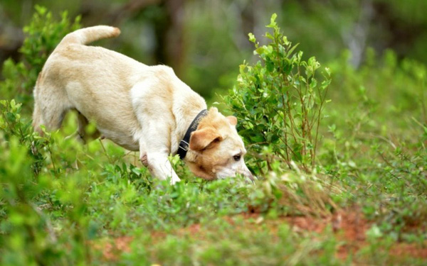 British Researchers Train Dogs to Detect Signs of a Covid-19