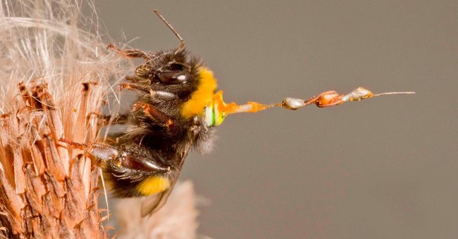 British Scientist Uses Radar to Track Bee's Lifelong Route