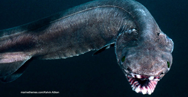 Catching a Strange Long-body Shark Like a Snake, Possessing