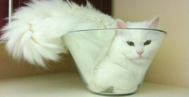 'Cats Are Liquids' and 'Laughable' Studies in the Ig Nobel Prize 2017
