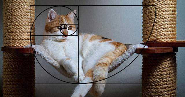 Cats Are Perfect Animals, at Least When Applying the Golden
